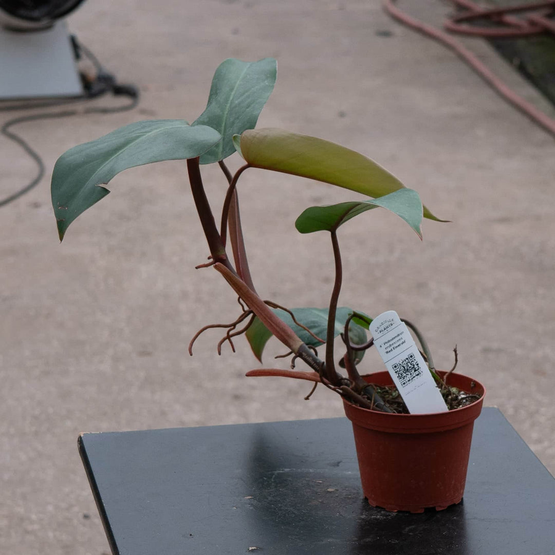 emerald gem philodendron Philodendron erubescens 'Red Emerald'