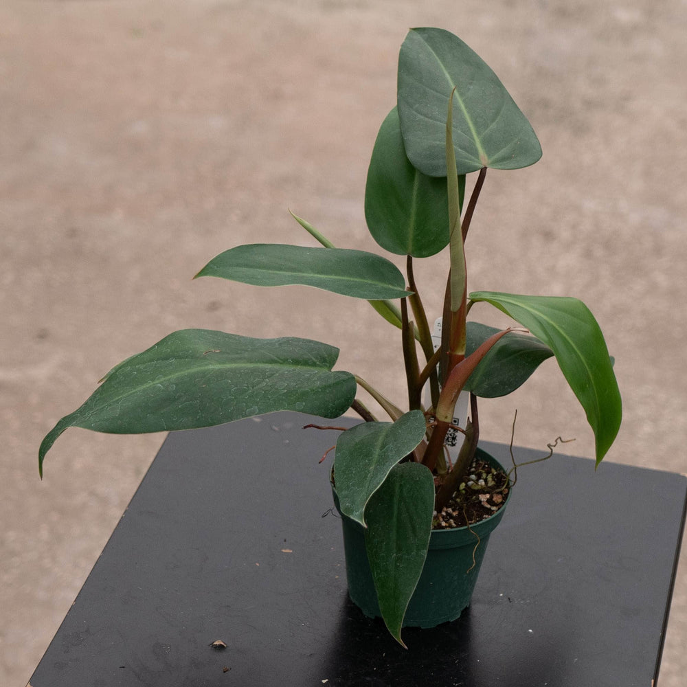 Gabriella Plants Philodendron Philodendron erubescens 'Red Emerald'