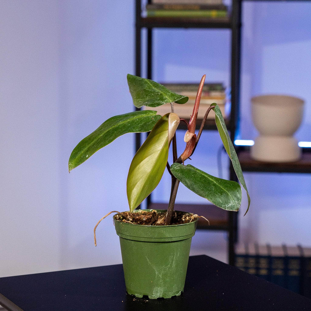 philodendron erubescens for sale Philodendron erubescens 'Red Emerald'