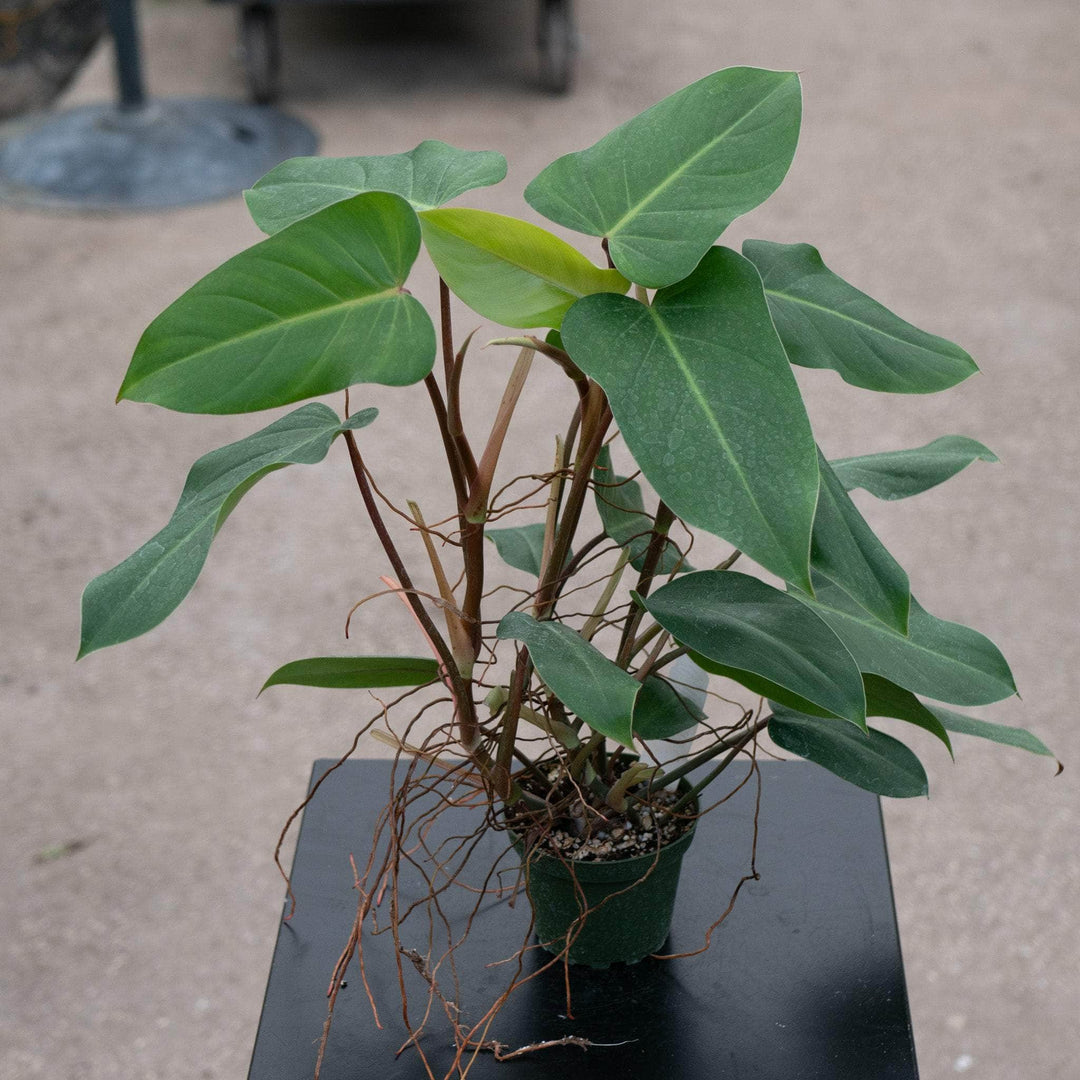 Gabriella Plants Philodendron 4" Philodendron erubescens 'Red Emerald'