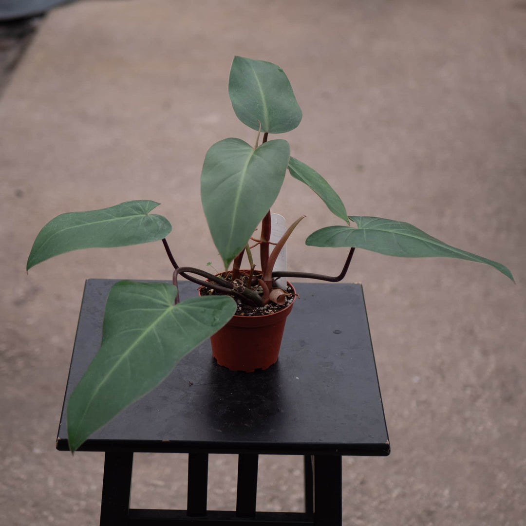 Gabriella Plants Philodendron 4" Philodendron erubescens 'Red Emerald'