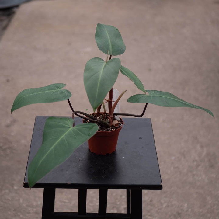 Gabriella Plants Philodendron 4" Philodendron erubescens 'Red Emerald'