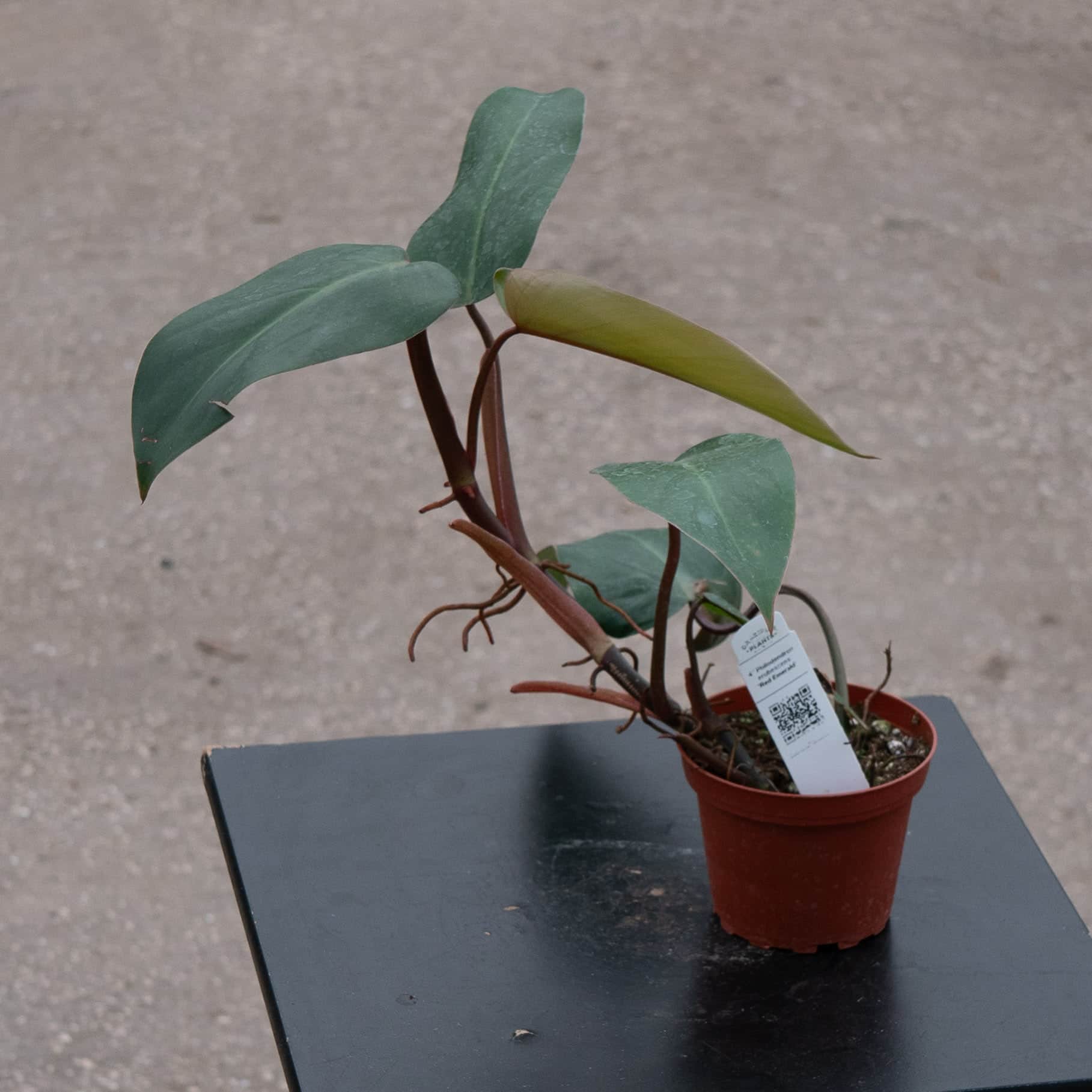 ruby emerald philodendron Philodendron erubescens 'Red Emerald'