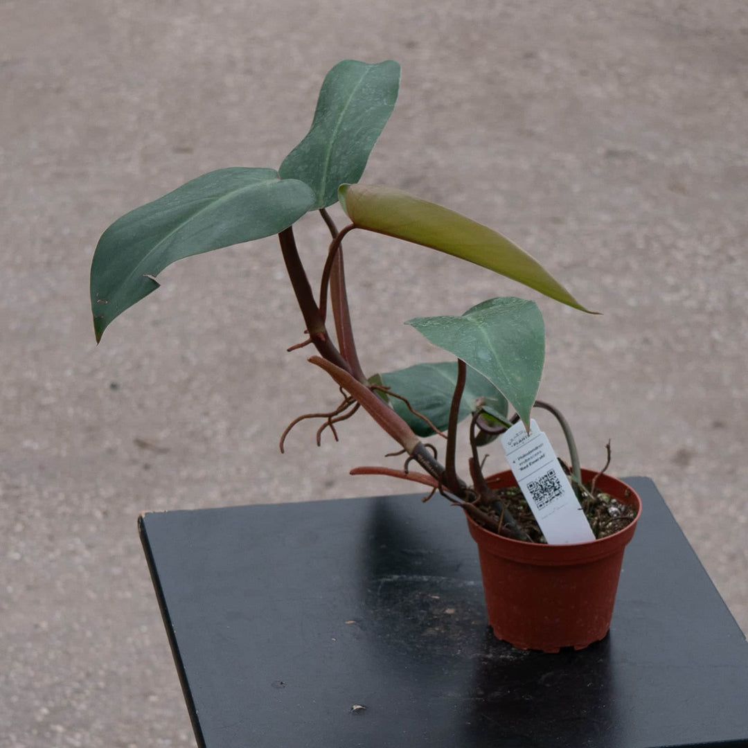 e leaf philodendron Philodendron erubescens 'Red Emerald'