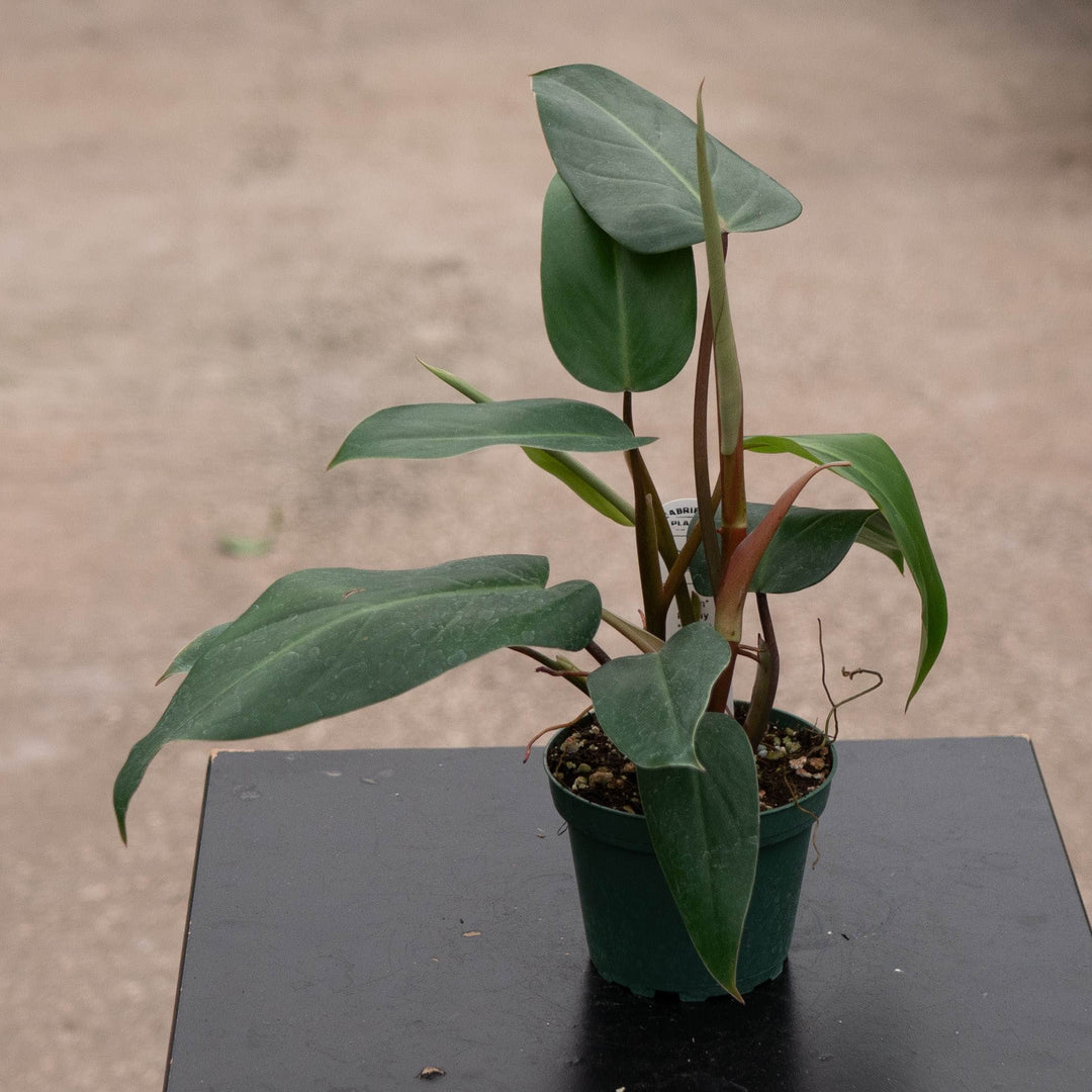 Gabriella Plants Philodendron 4" Philodendron erubescens 'Red Emerald'