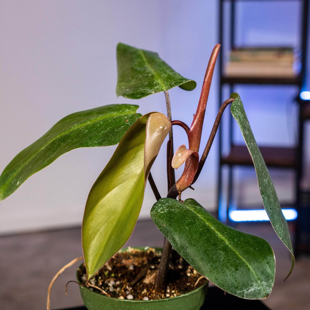 philodendron red Philodendron erubescens 'Red Emerald'