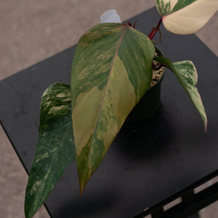 Gabriella Plants Philodendron 4" Philodendron erubescens 'Strawberry Shake'