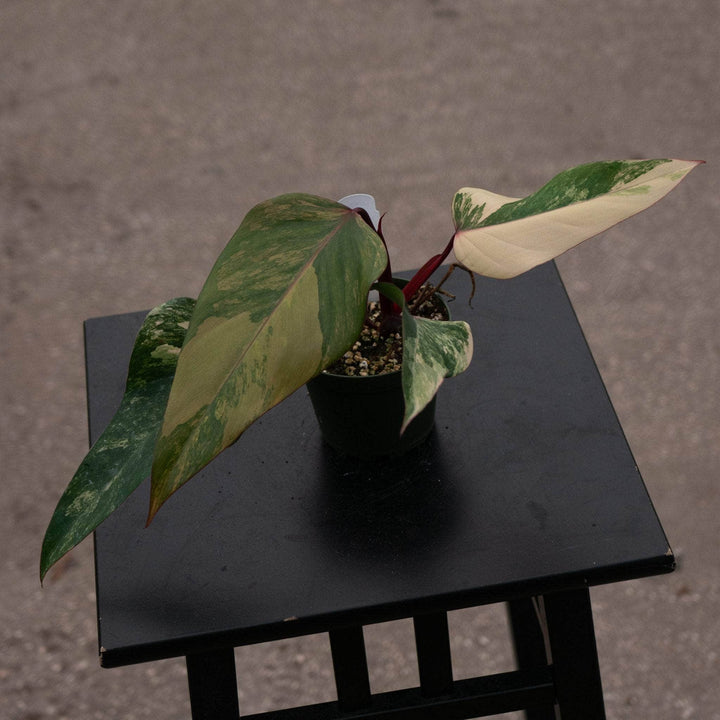 Gabriella Plants Philodendron 4" Philodendron erubescens 'Strawberry Shake'