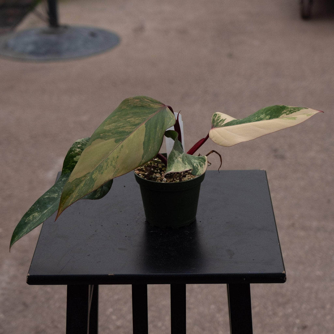 Gabriella Plants Philodendron 4" Philodendron erubescens 'Strawberry Shake'