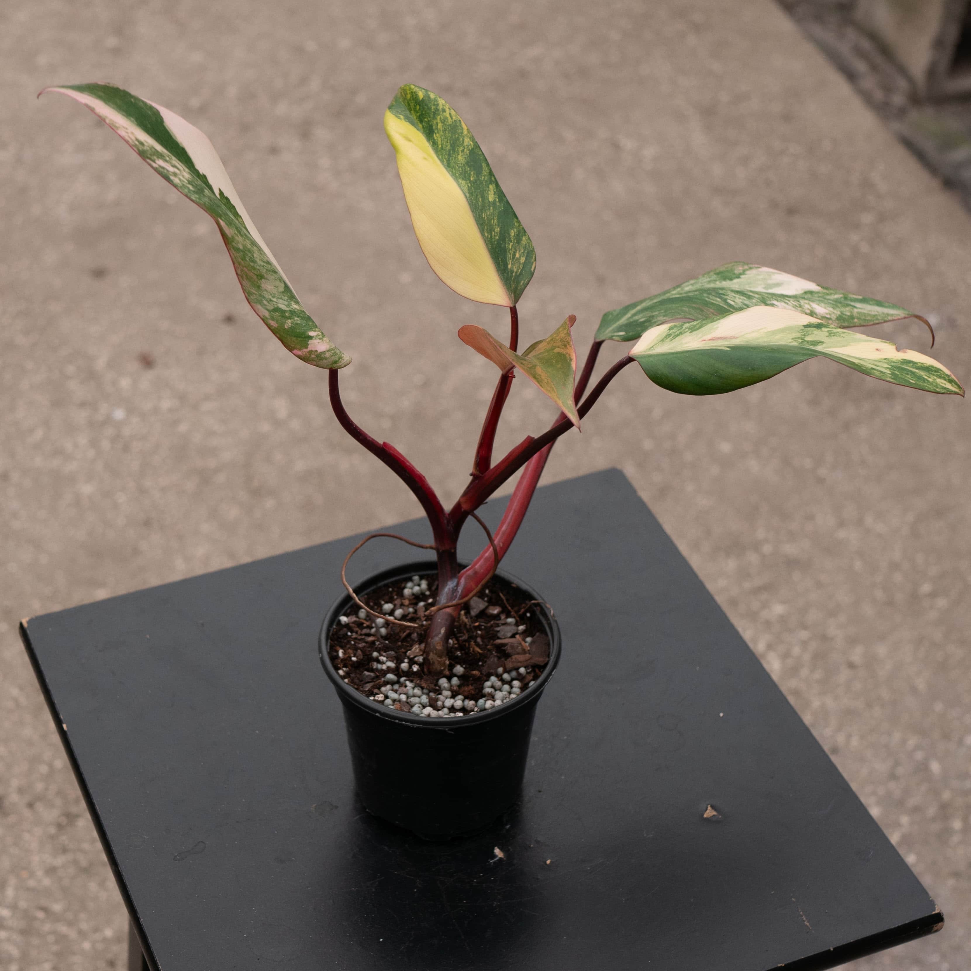 philodendron strawberry shake mature Philodendron erubescens 'Strawberry Shake'