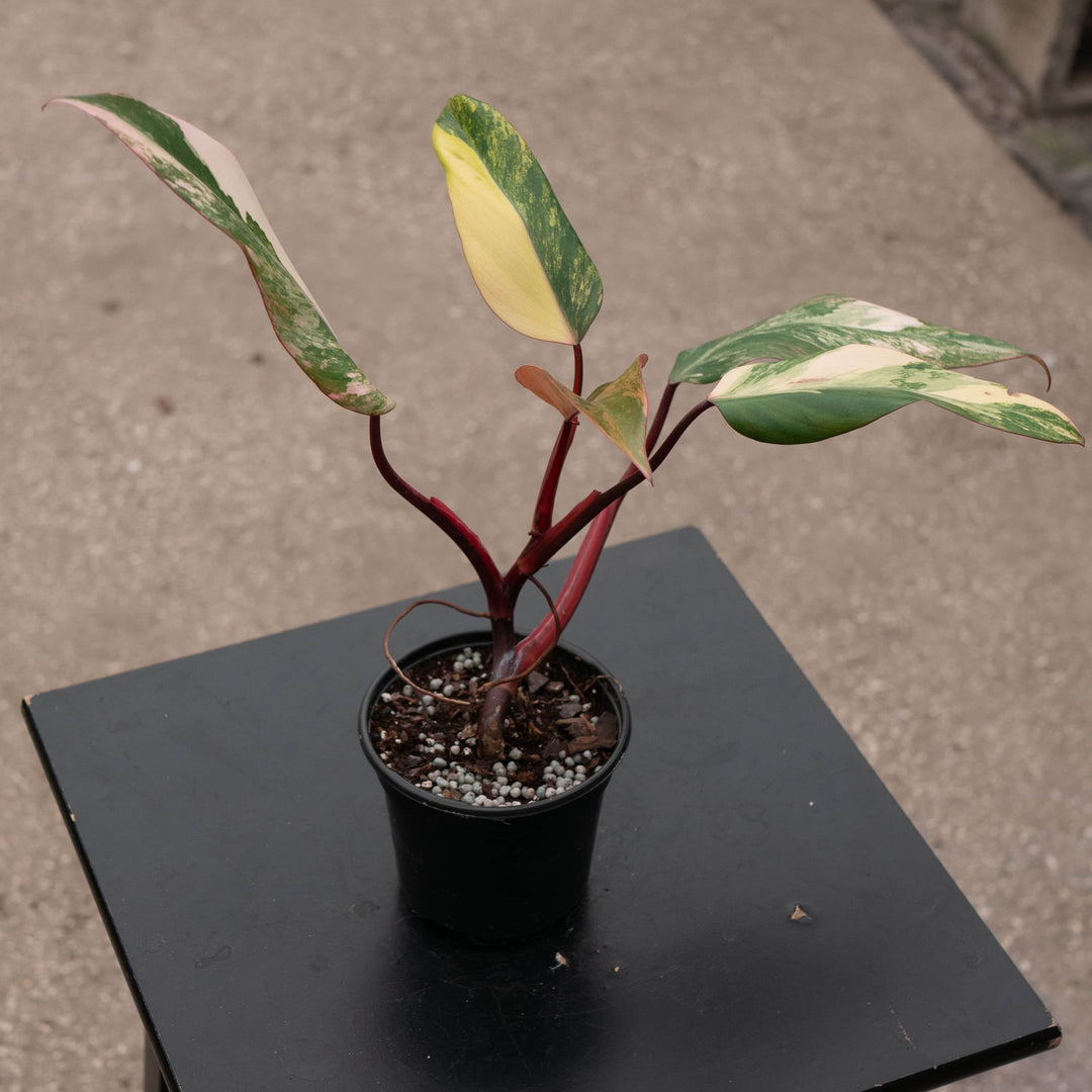 Philodendron erubescens 'Strawberry Shake'