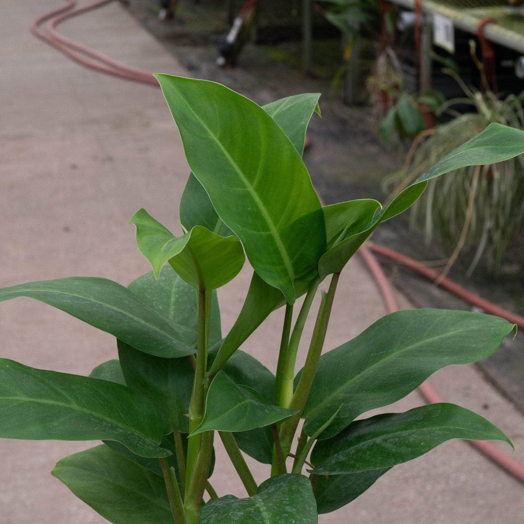philodendron eva Philodendron 'Eva'