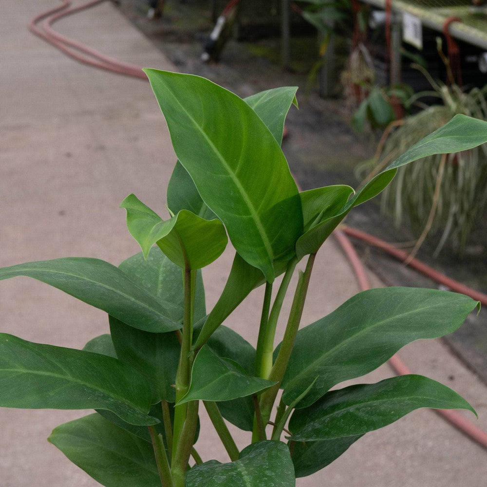 hirt's gardens eva philodendron easy to grow Philodendron 'Eva'