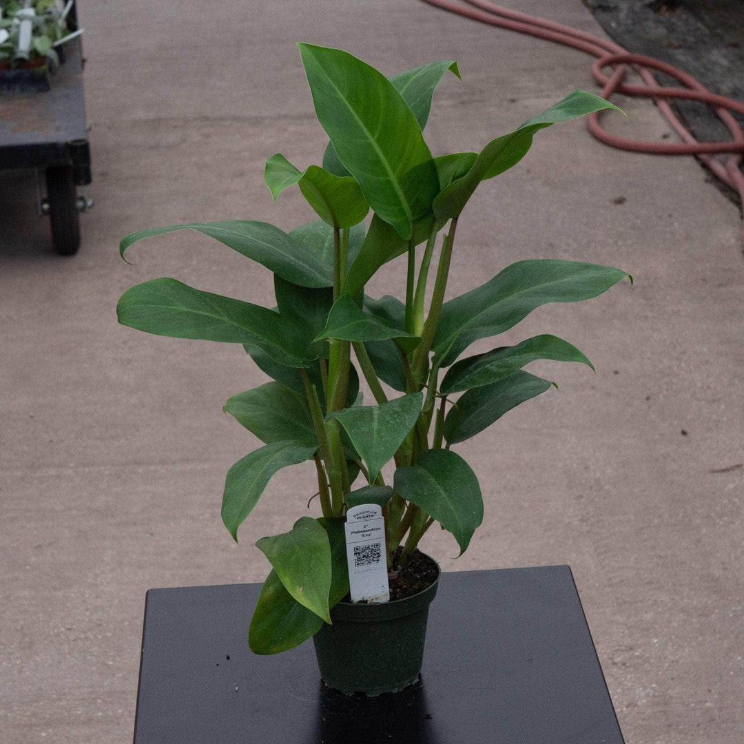 philodendron advena Philodendron 'Eva'