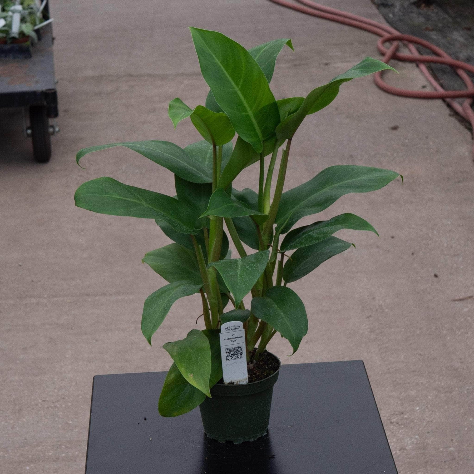 philodendron evansii for sale Philodendron 'Eva'