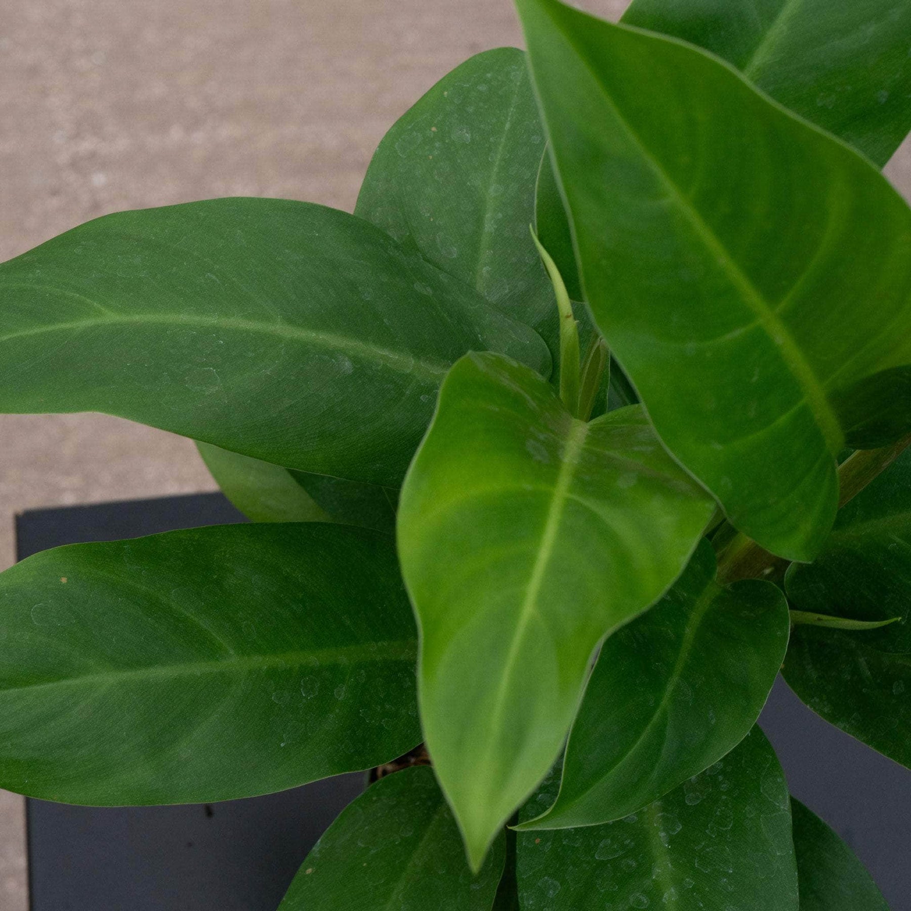 philodendron eva mature Philodendron 'Eva'