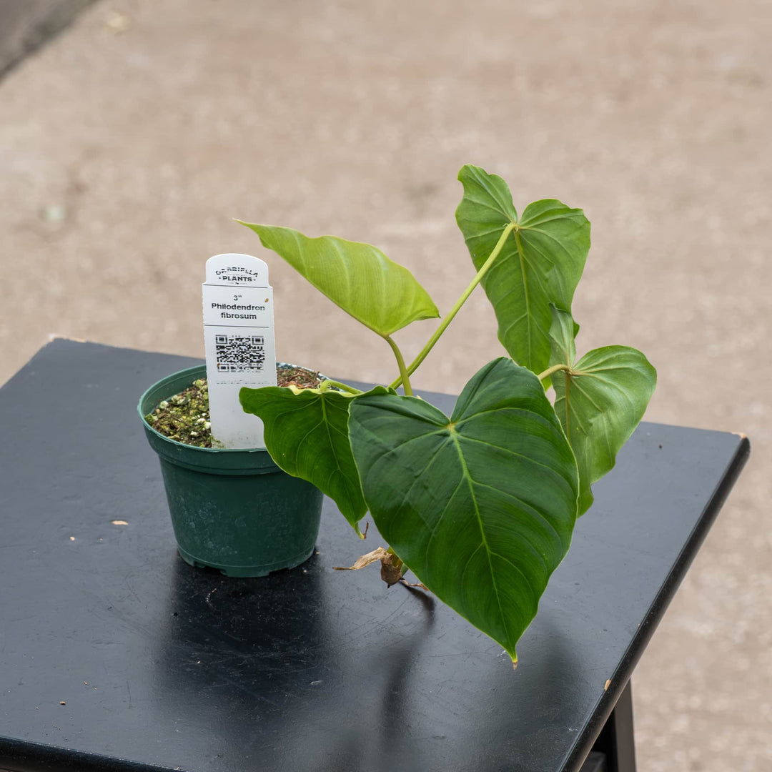 Gabriella Plants Philodendron 3" Philodendron fibrosum