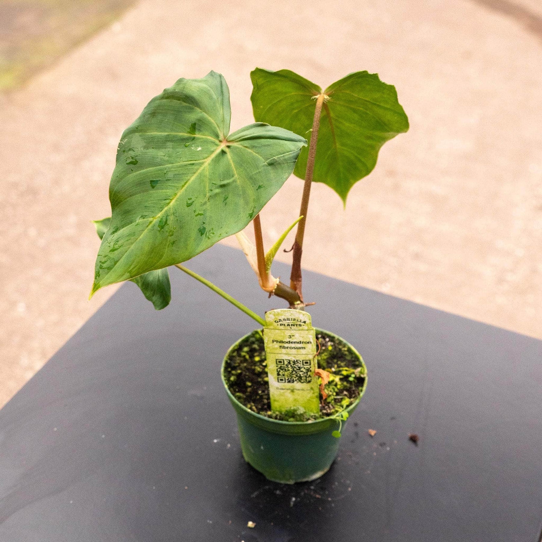 philodendron fibrosum for sale Philodendron fibrosum