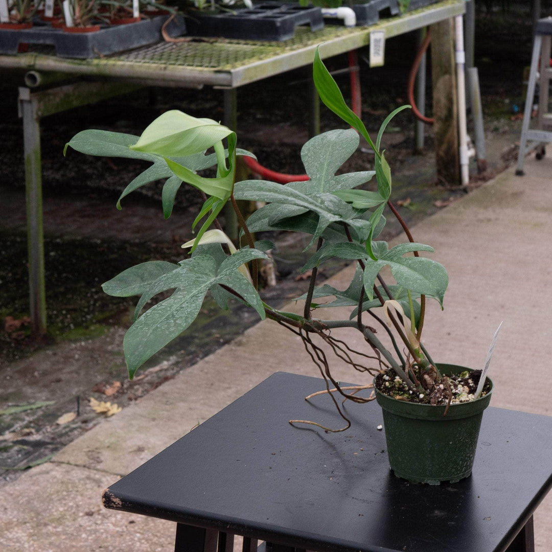 philodendron florida grow Philodendron 'Florida'