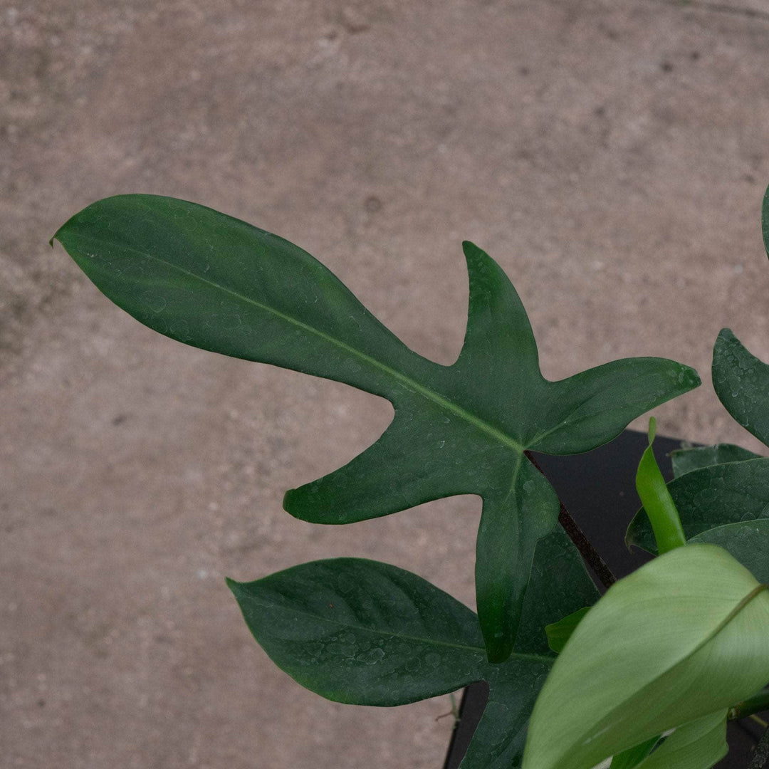 philodendron florida green mature Philodendron 'Florida'