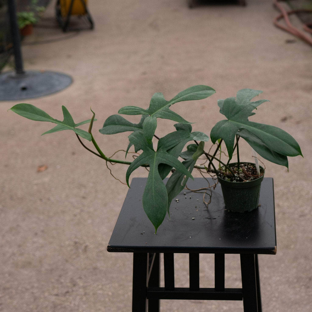 philodendron growing in florida Philodendron 'Florida'