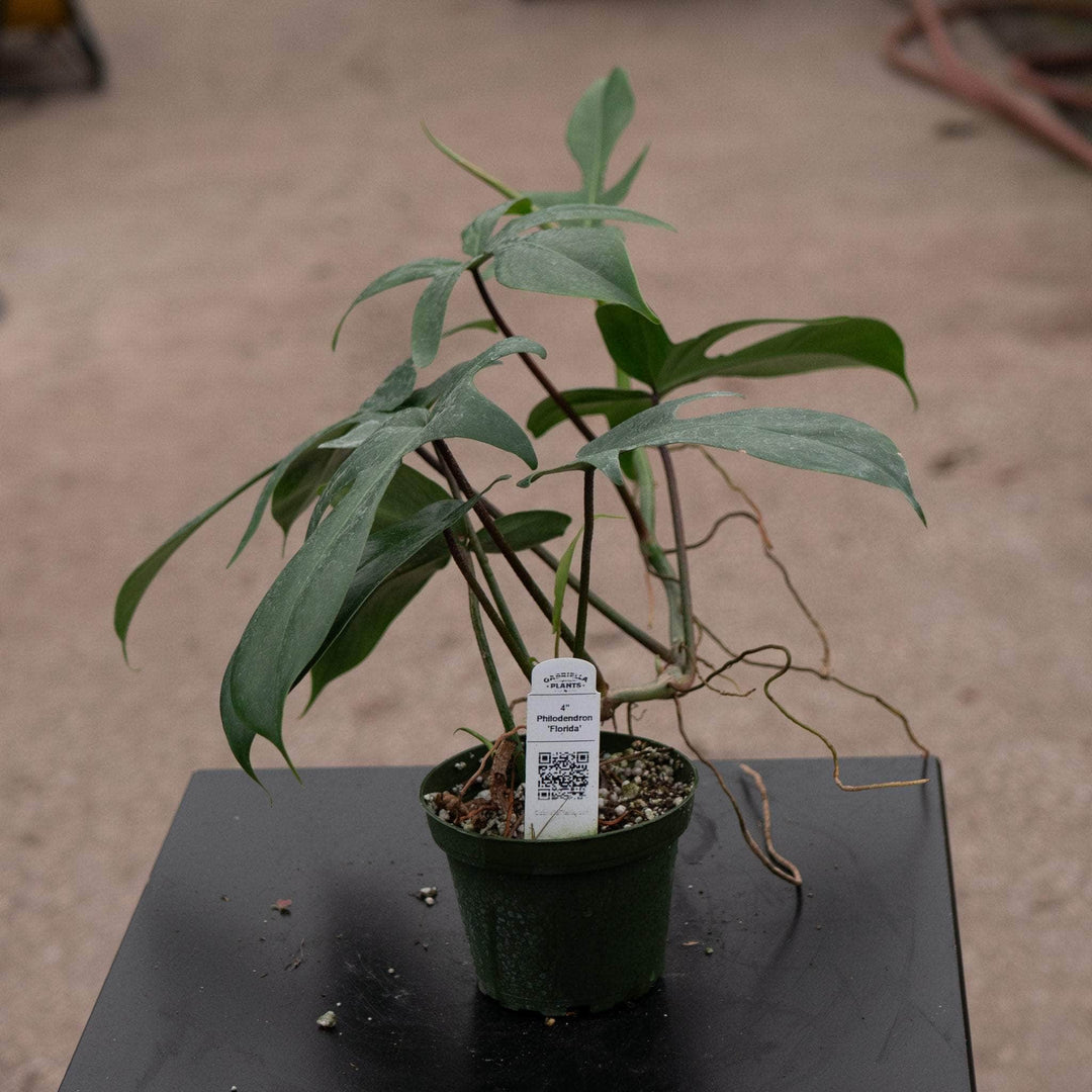 Gabriella Plants Philodendron 4" Philodendron 'Florida'