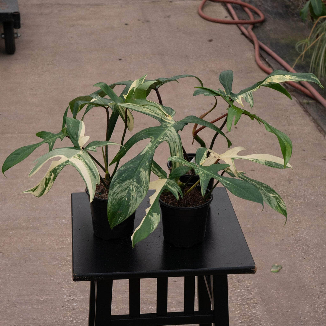 philodendron florida variegated Philodendron 'Florida Beauty'