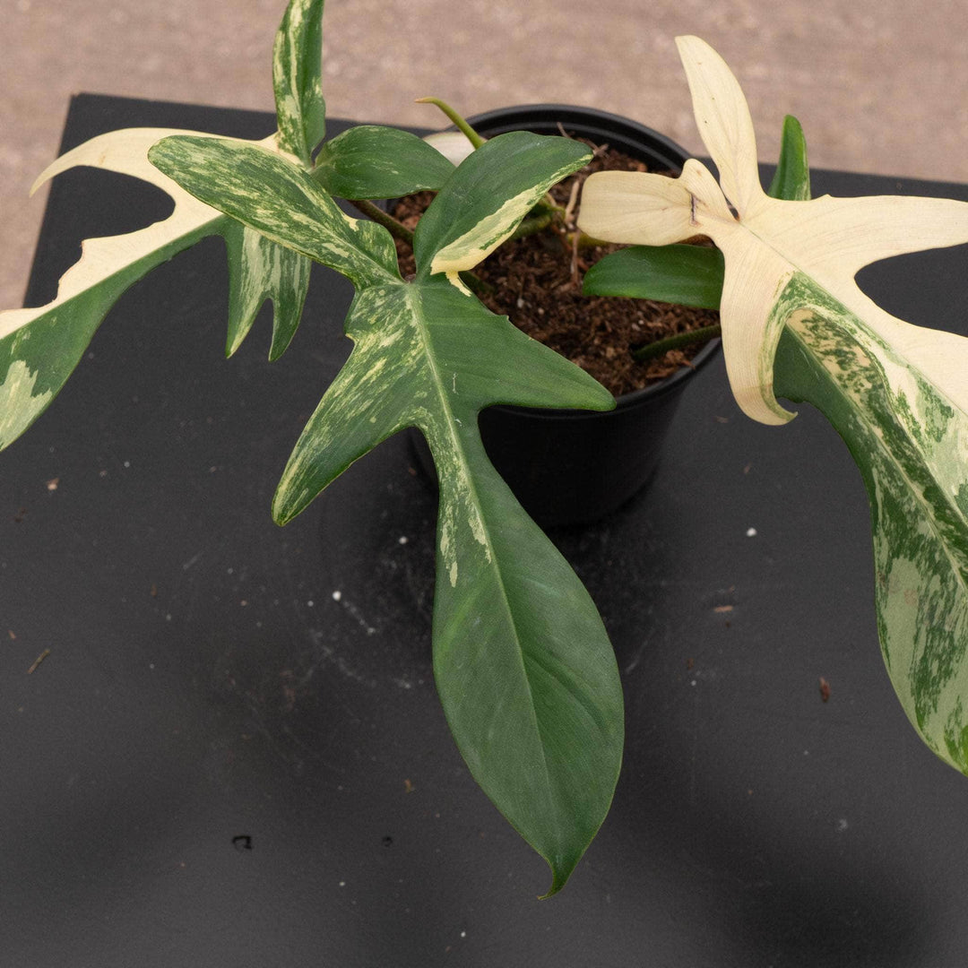 philodendron florida beauty scientific name Philodendron 'Florida Beauty'
