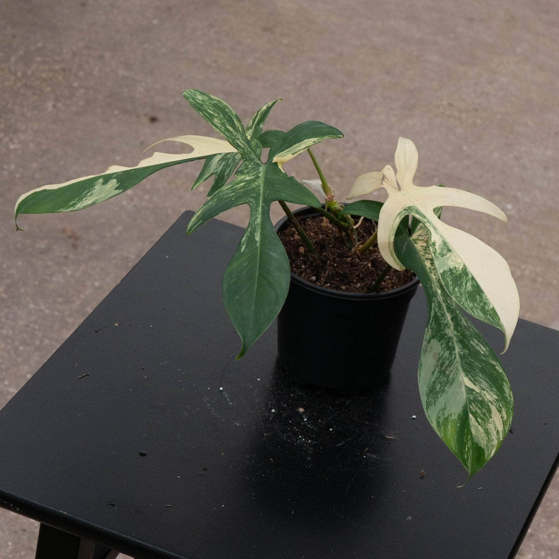 variegated florida beauty philodendron Philodendron 'Florida Beauty'