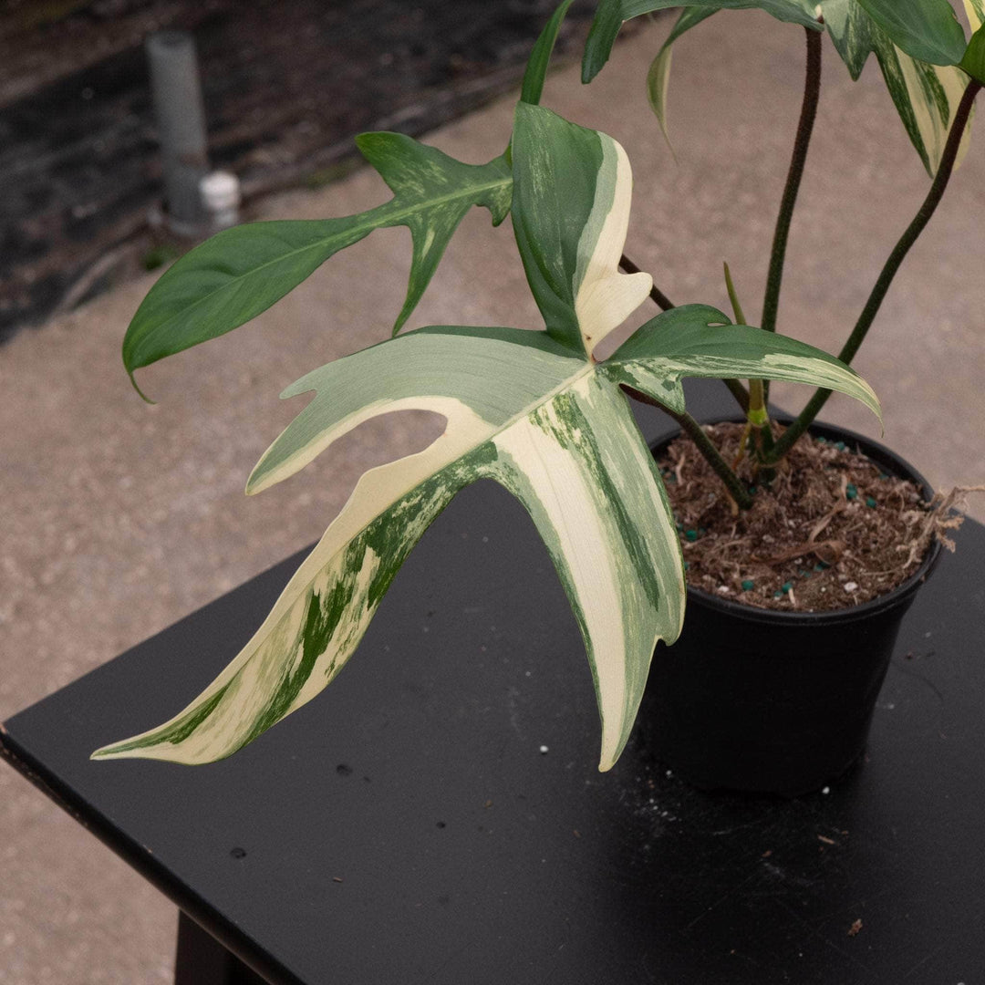 philodendron florida beauty variegated for sale Philodendron 'Florida Beauty'
