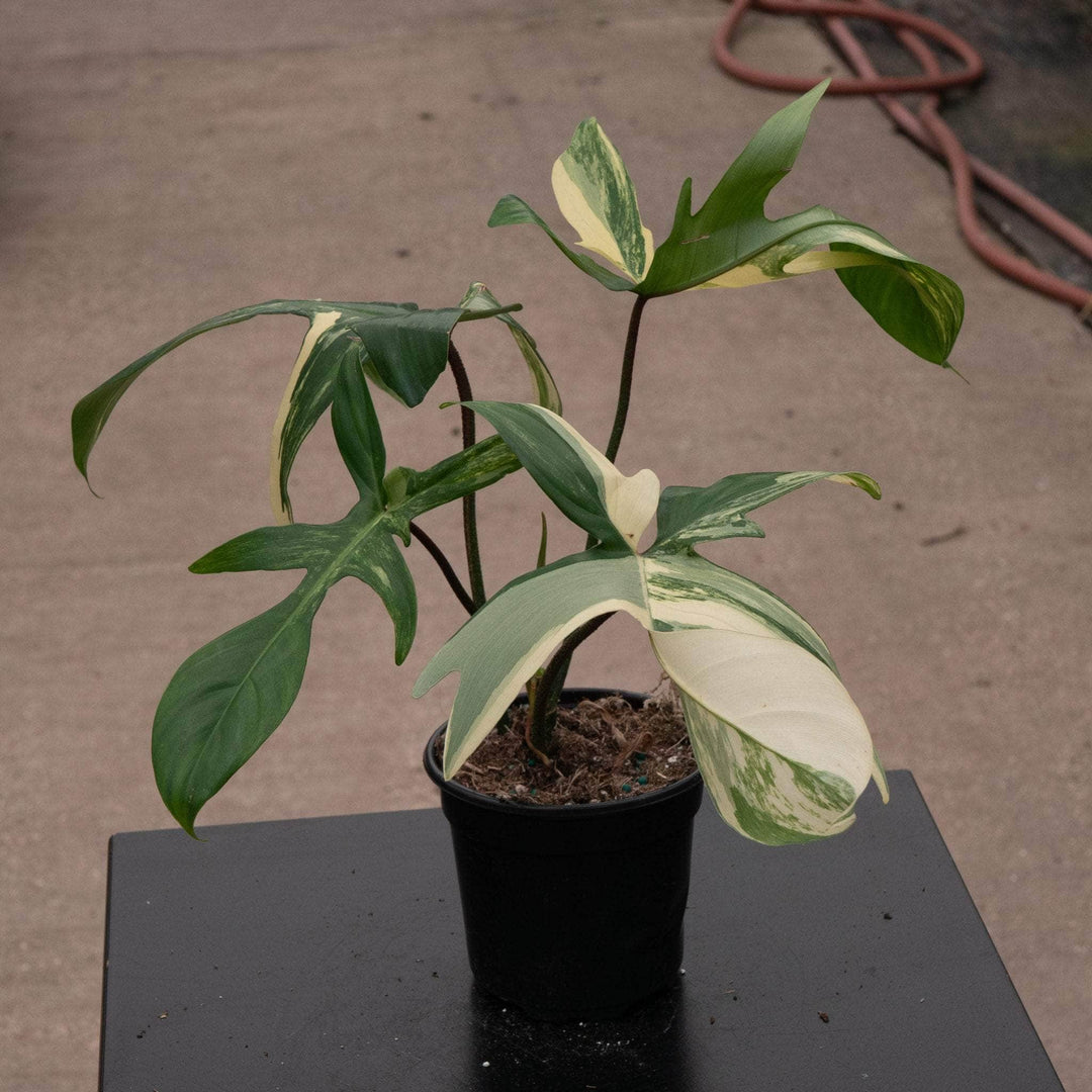 philodendron florida variegated Philodendron 'Florida Beauty'