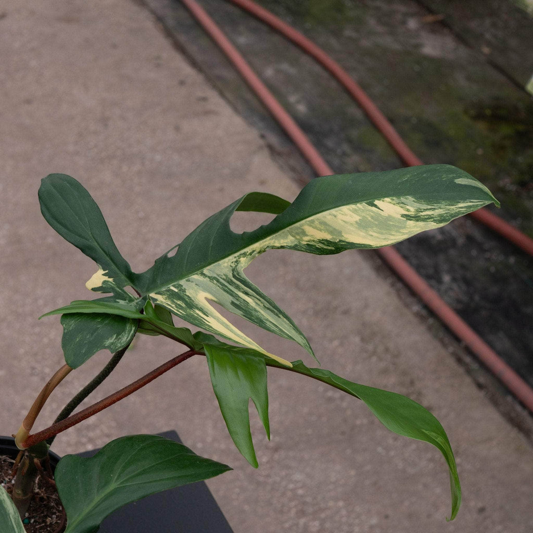 florida philodendron ground varigated Philodendron 'Florida Beauty'