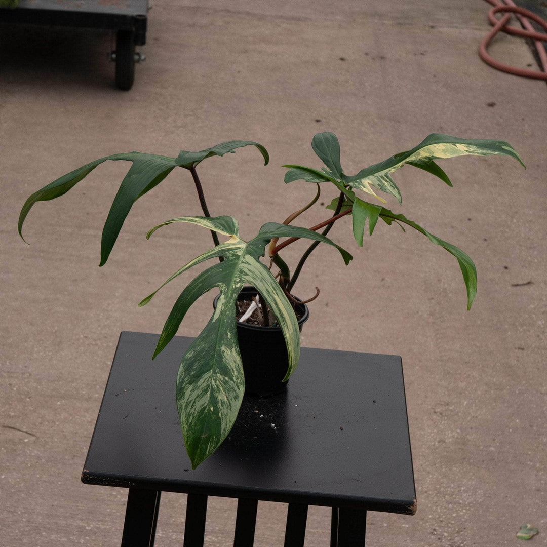 florida philodendron types Philodendron 'Florida Beauty'