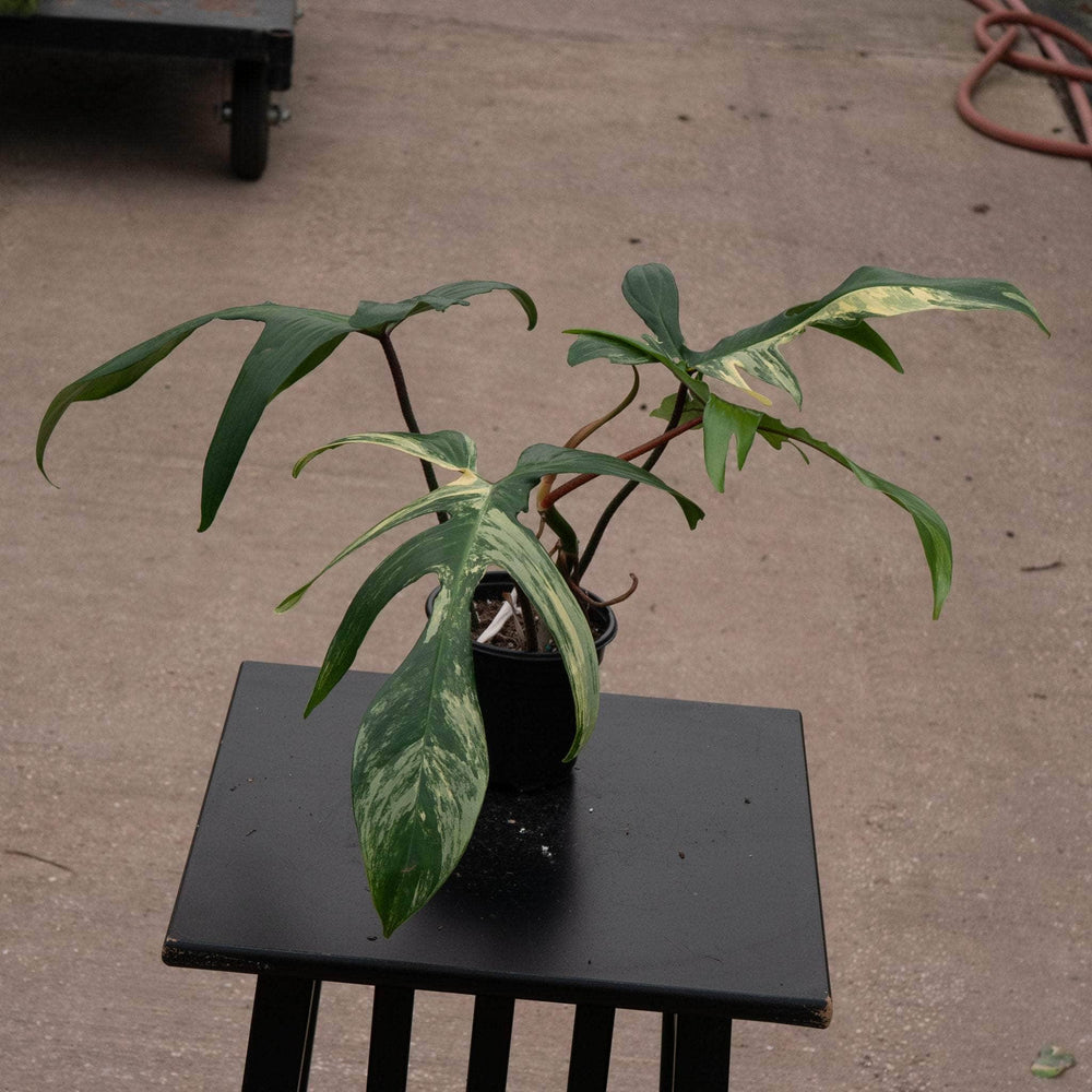 Gabriella Plants Philodendron Hybrid 4" Philodendron 'Florida Beauty'