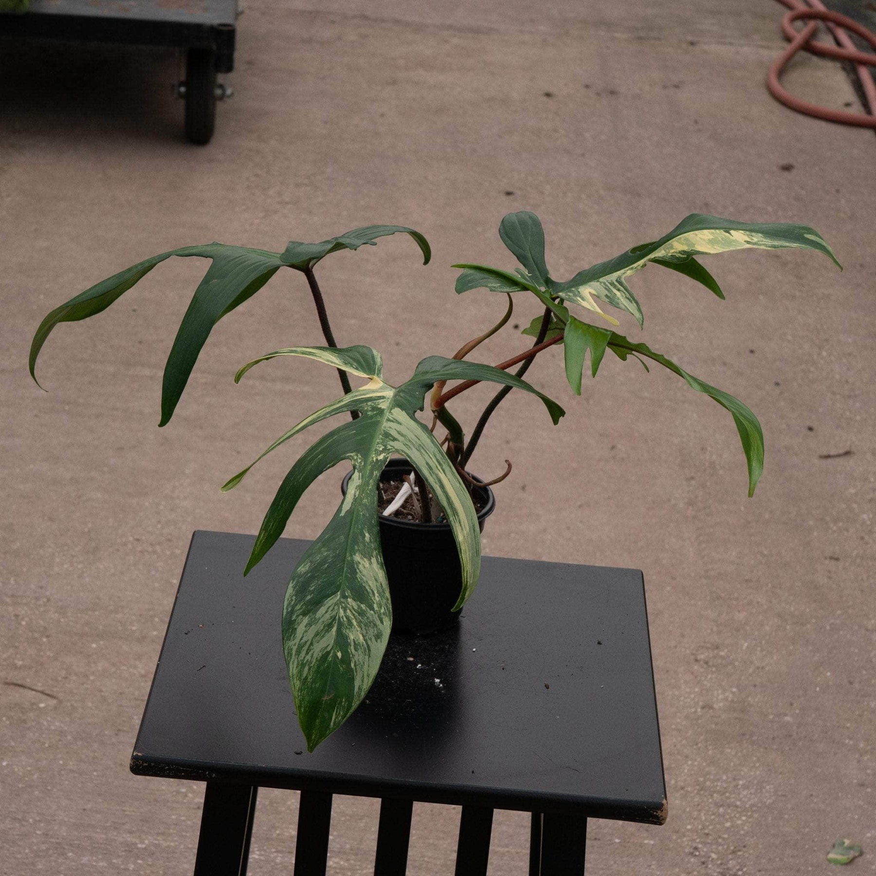 philodendron florida hybrid Philodendron 'Florida Beauty'