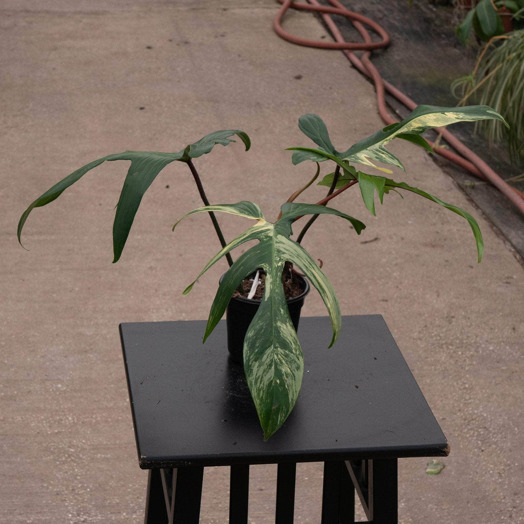 philodendron florida kaufen Philodendron 'Florida Beauty'