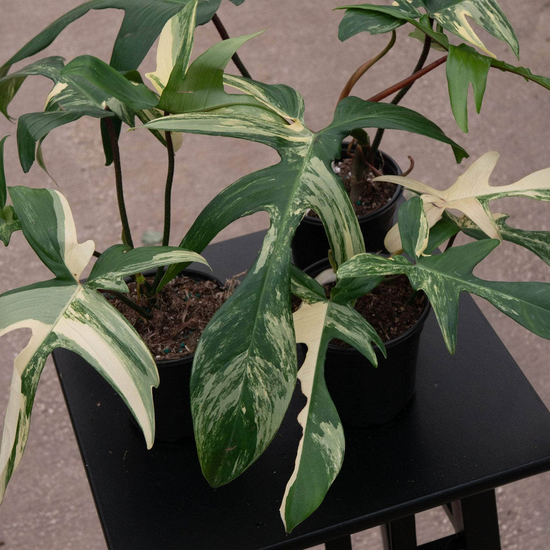 philodendron florida alba beauty Philodendron 'Florida Beauty'