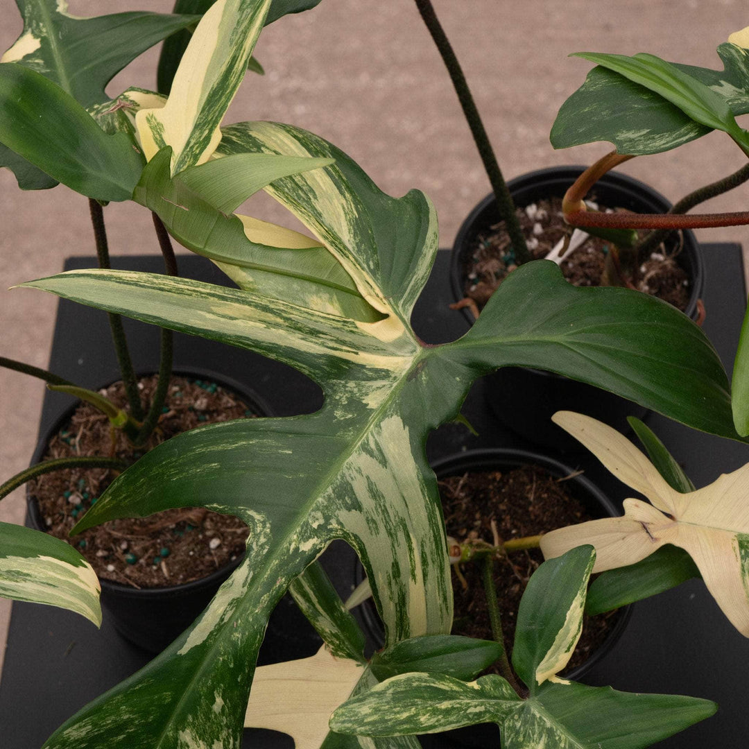 philodendron florida beauty alba Philodendron 'Florida Beauty'