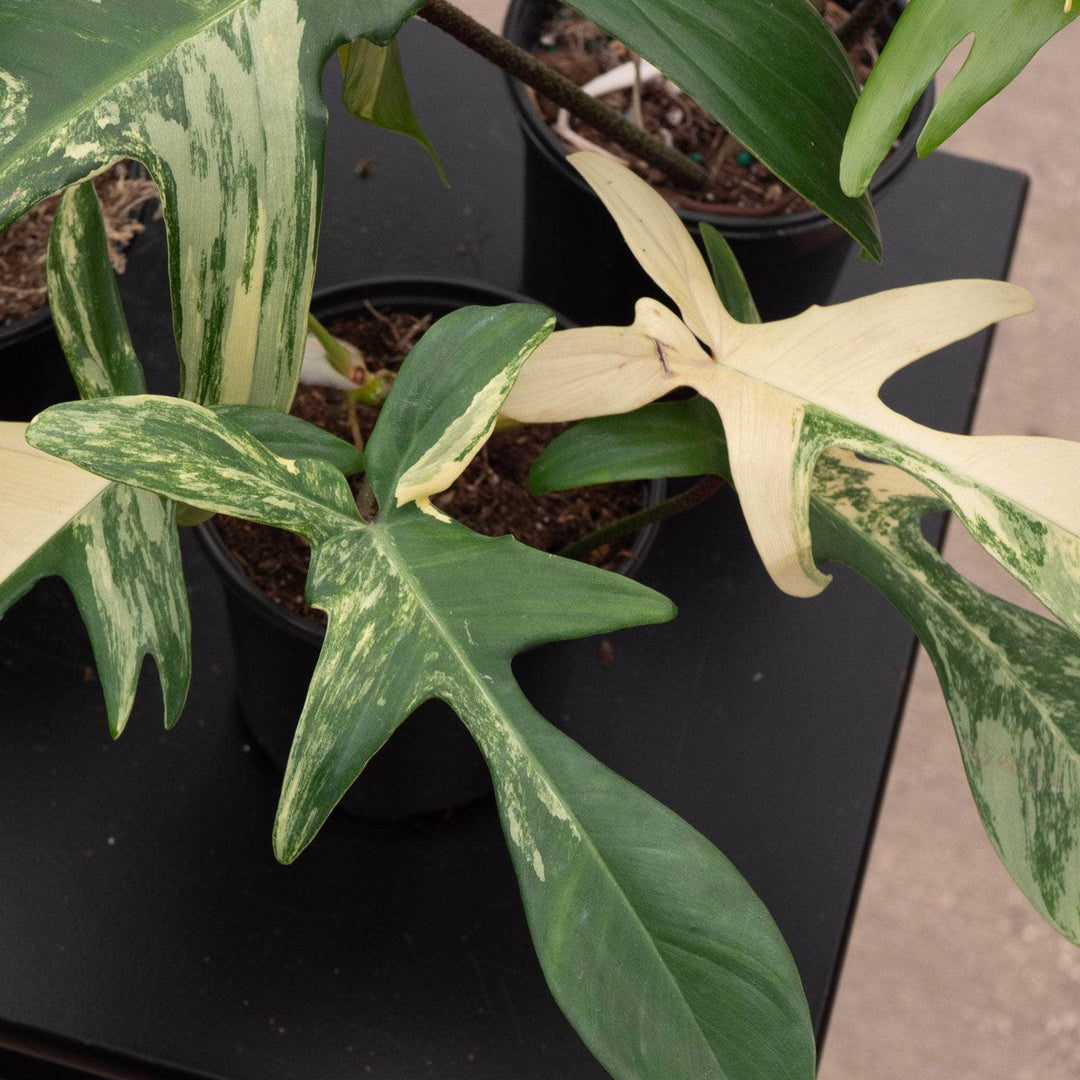 philodendron beauty green Philodendron 'Florida Beauty'