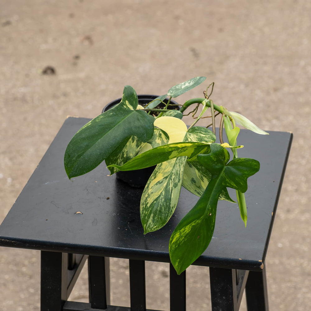 Gabriella Plants Philodendron Hybrid 4" Philodendron 'Florida Beauty'