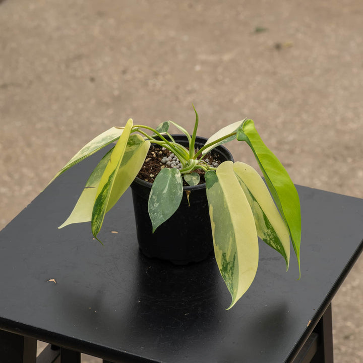 Gabriella Plants Philodendron Hybrid 4" Philodendron &