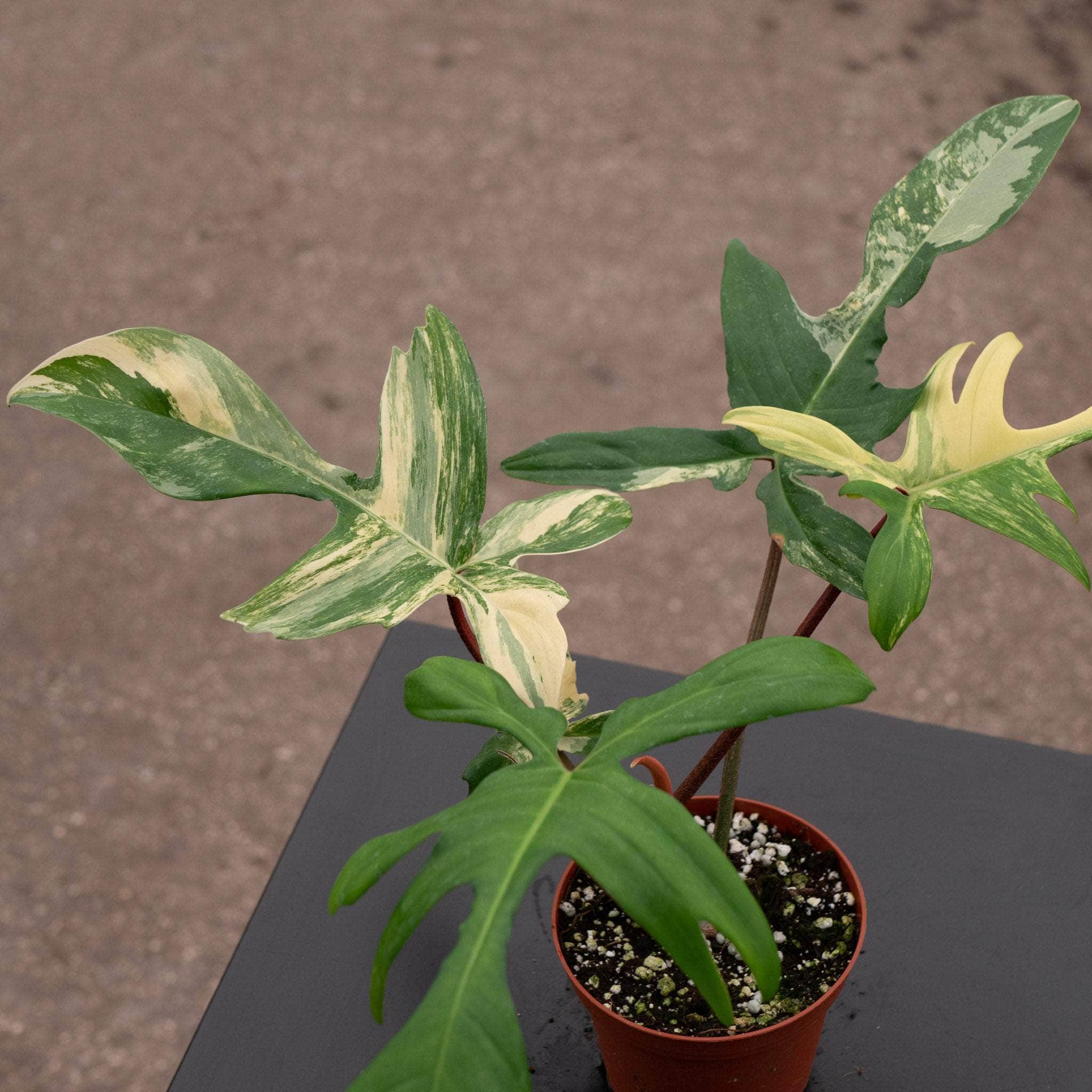 Philodendron Florida Beauty Gabriella Plants Philodendron Florida Beauty Gabriella Plants