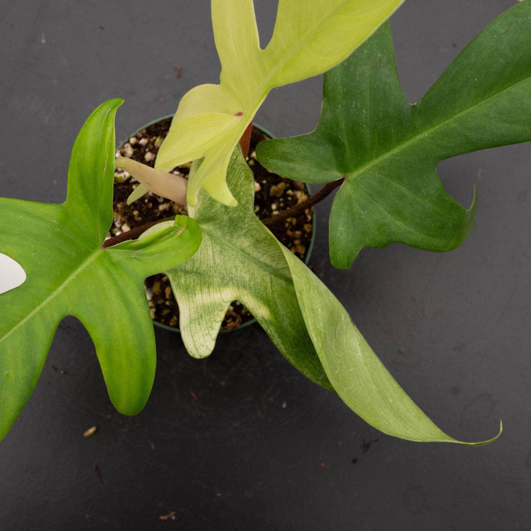 philodendron florida ghost mature Philodendron 'Florida Ghost'