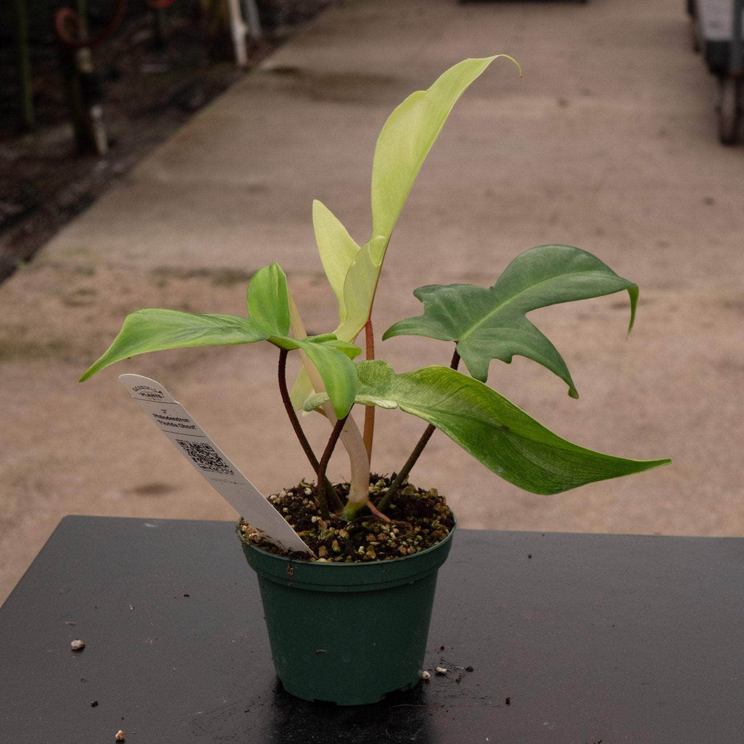 philodendron florida ghost tissue culture Philodendron 'Florida Ghost'