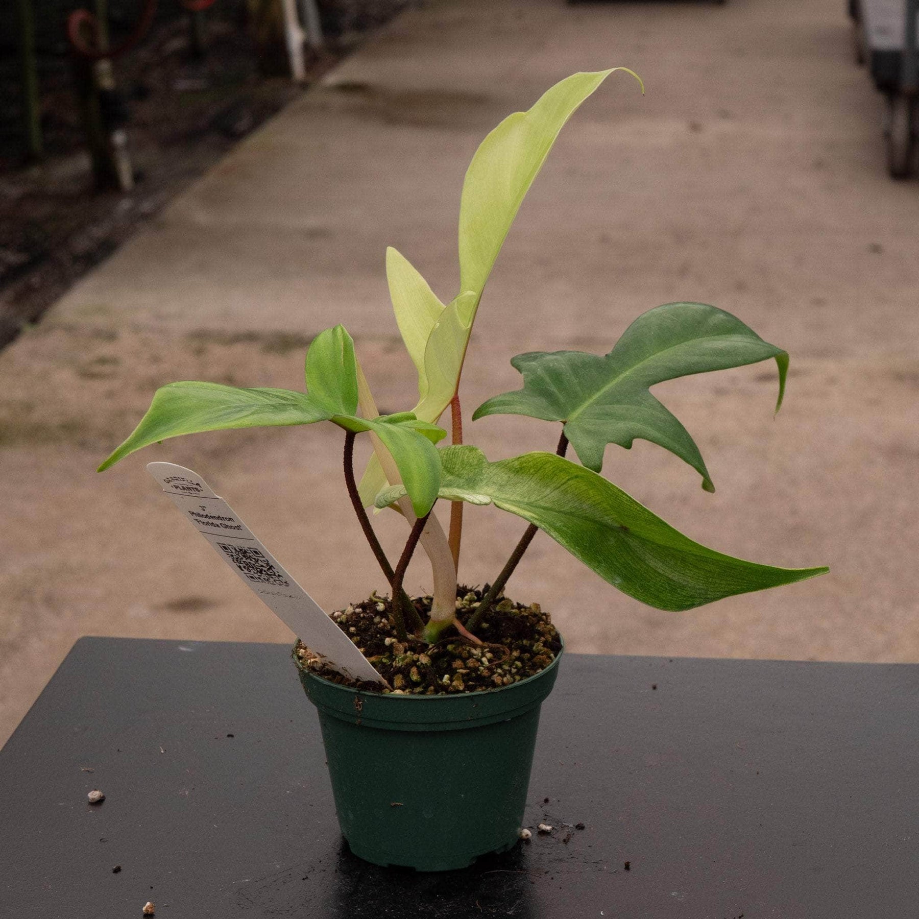philodendron ghost florida Philodendron 'Florida Ghost'