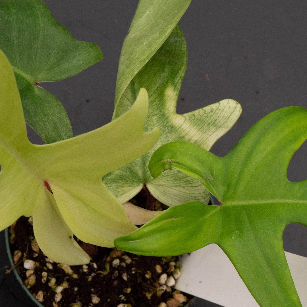 florida ghost philodendron price Philodendron 'Florida Ghost'