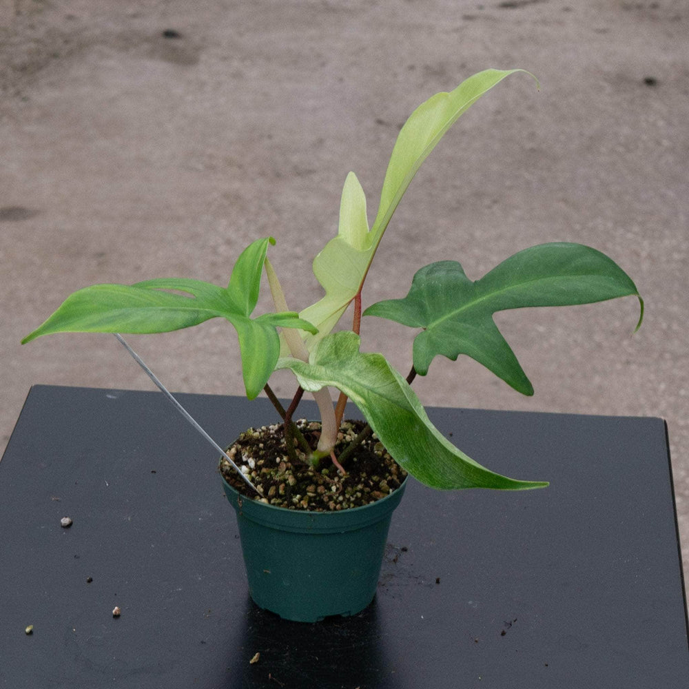 Gabriella Plants Philodendron Philodendron 'Florida Ghost'