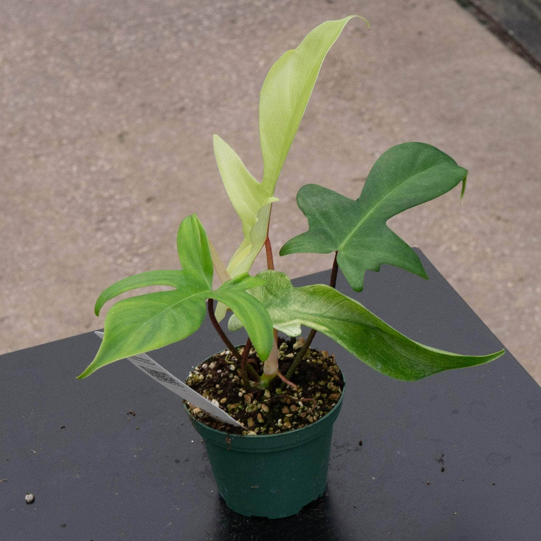 philodendron california ghost Philodendron 'Florida Ghost'