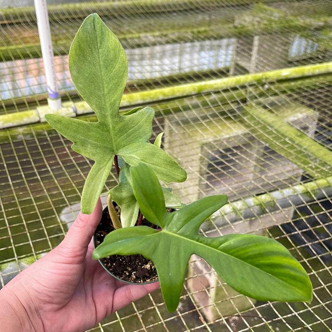 Philodendron 'Florida Ghost' - Gabriella Plants