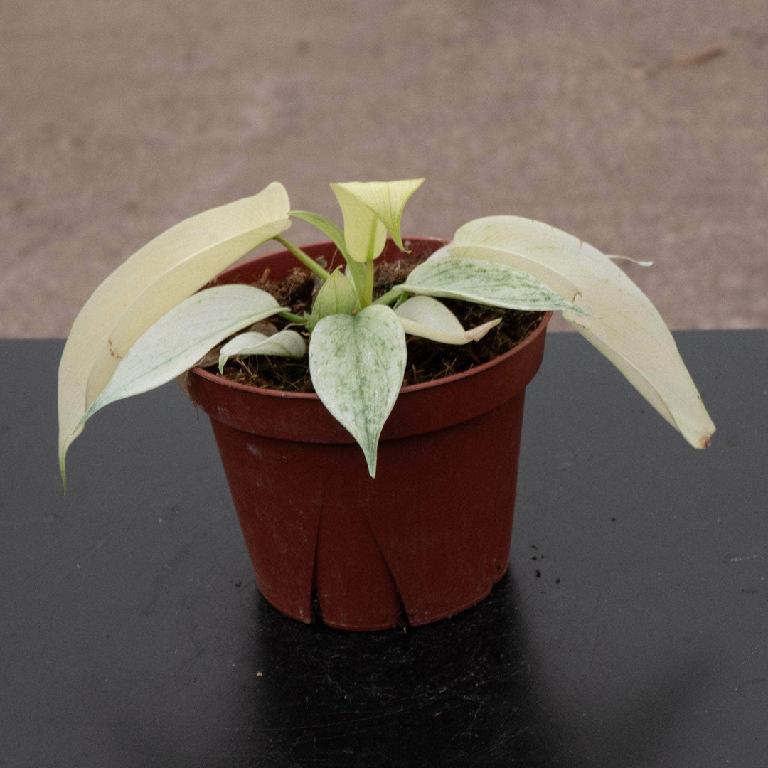 philodendron florida white ghost Philodendron 'Florida Ghost'